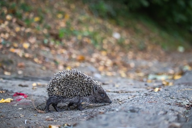 高領域的強 高領域的強