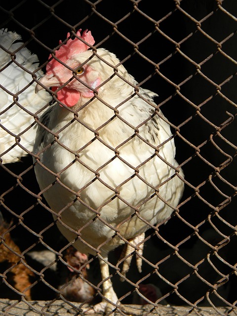 许多球迷在 许多球迷在